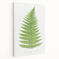 Botanical Realism Print | Aspidium Angulare Fern by Edward Joseph Lowe