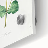 Neoclassical Botanical Print: Mimulus by Redouté - Elegant Floral Art