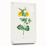 Neoclassical Botanical Print: Mimulus by Redouté - Elegant Floral Art