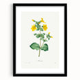 Neoclassical Botanical Print: Mimulus by Redouté - Elegant Floral Art
