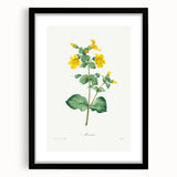 Neoclassical Botanical Print: Mimulus by Redouté - Elegant Floral Art
