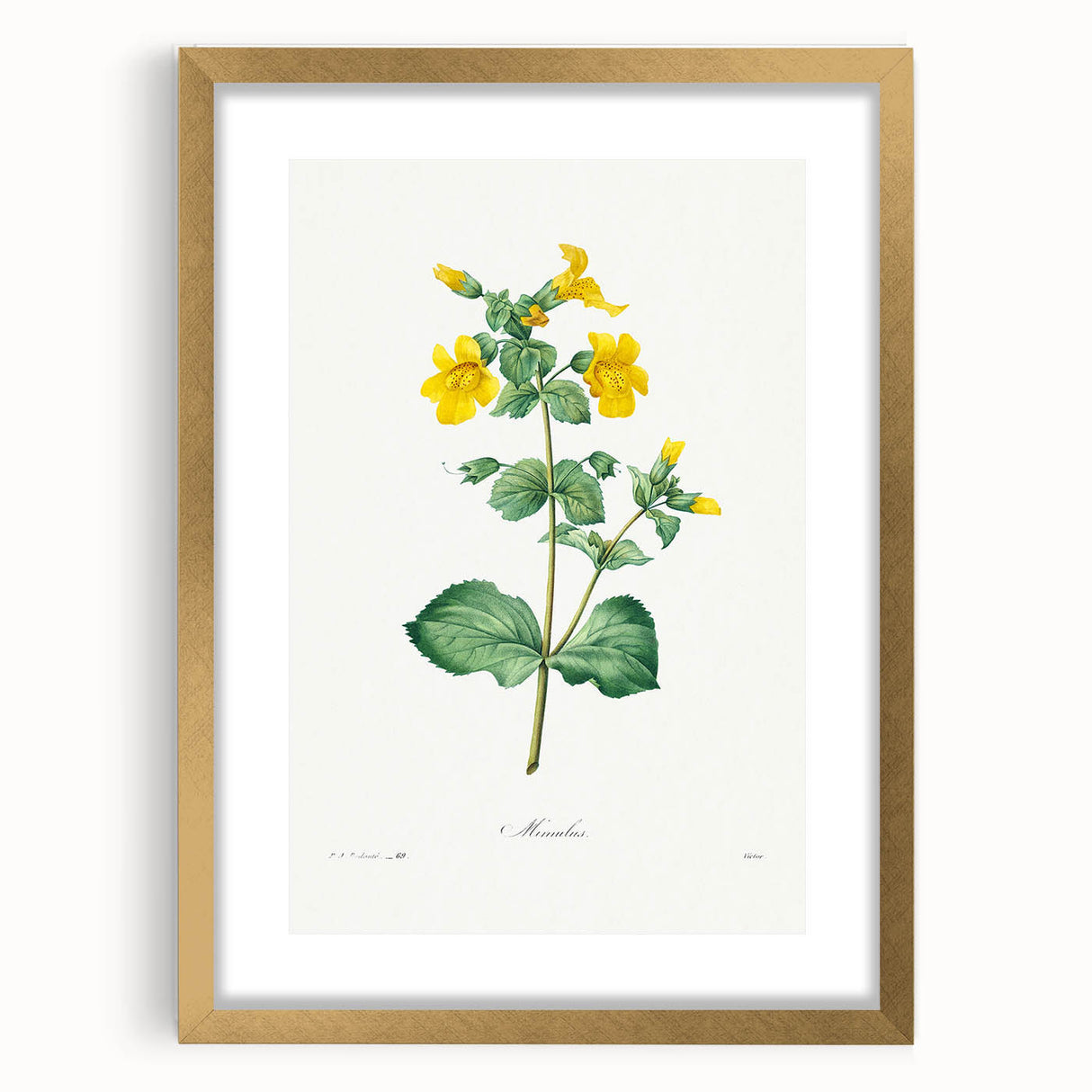Neoclassical Botanical Print: Mimulus by Redouté - Elegant Floral Art