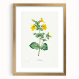 Neoclassical Botanical Print: Mimulus by Redouté - Elegant Floral Art