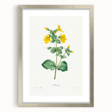 Neoclassical Botanical Print: Mimulus by Redouté - Elegant Floral Art