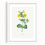 Neoclassical Botanical Print: Mimulus by Redouté - Elegant Floral Art
