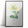 Neoclassical Botanical Print: Mimulus by Redouté - Elegant Floral Art