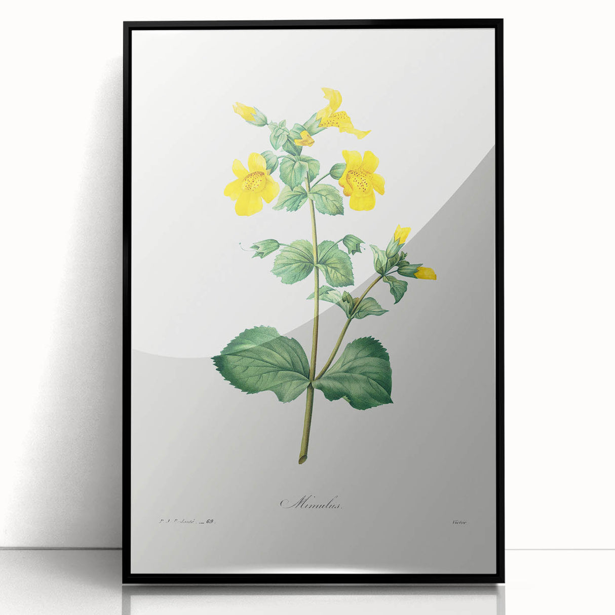 Neoclassical Botanical Print: Mimulus by Redouté - Elegant Floral Art