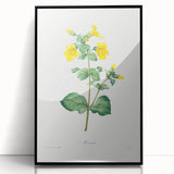 Neoclassical Botanical Print: Mimulus by Redouté - Elegant Floral Art