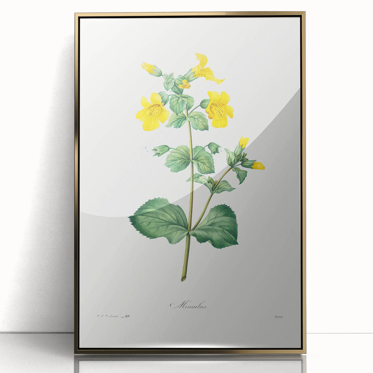Neoclassical Botanical Print: Mimulus by Redouté - Elegant Floral Art