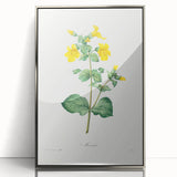 Neoclassical Botanical Print: Mimulus by Redouté - Elegant Floral Art
