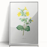 Neoclassical Botanical Print: Mimulus by Redouté - Elegant Floral Art