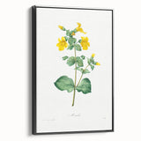 Neoclassical Botanical Print: Mimulus by Redouté - Elegant Floral Art