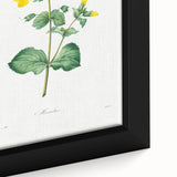 Neoclassical Botanical Print: Mimulus by Redouté - Elegant Floral Art