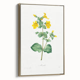Neoclassical Botanical Print: Mimulus by Redouté - Elegant Floral Art
