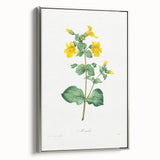 Neoclassical Botanical Print: Mimulus by Redouté - Elegant Floral Art