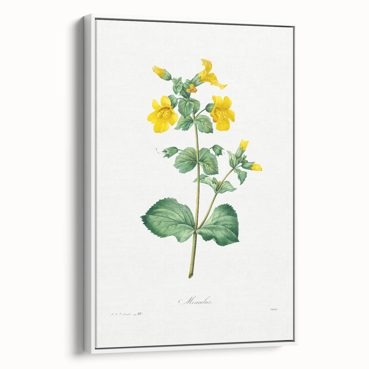 Neoclassical Botanical Print: Mimulus by Redouté - Elegant Floral Art