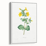 Neoclassical Botanical Print: Mimulus by Redouté - Elegant Floral Art