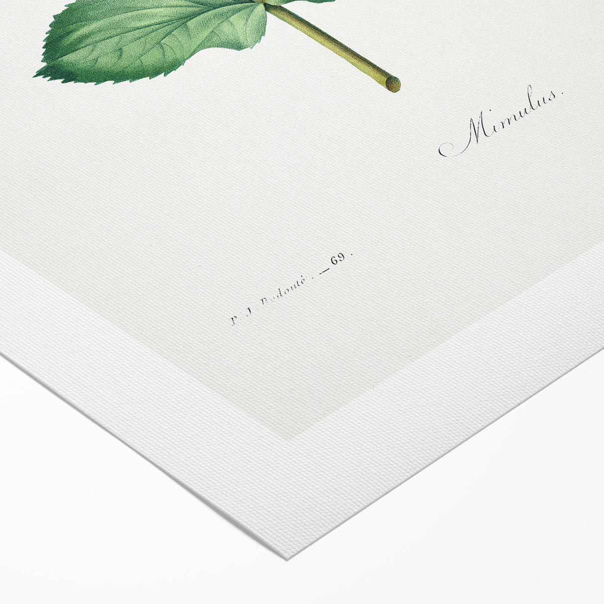 Neoclassical Botanical Print: Mimulus by Redouté - Elegant Floral Art