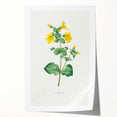 Neoclassical Botanical Print: Mimulus by Redouté - Elegant Floral Art