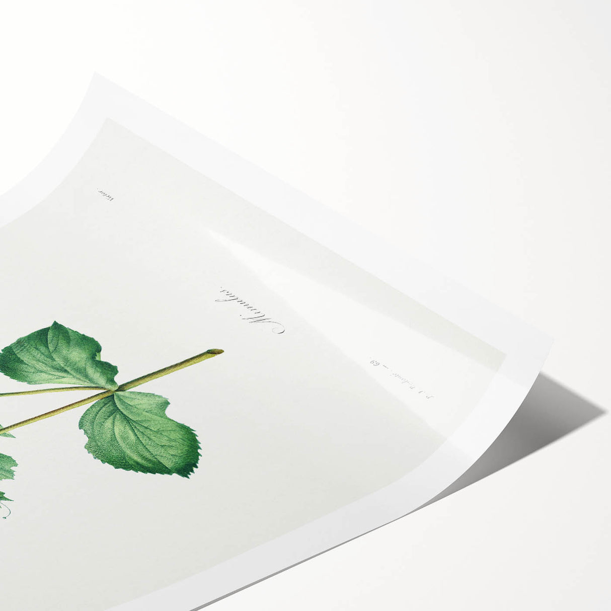 Neoclassical Botanical Print: Mimulus by Redouté - Elegant Floral Art