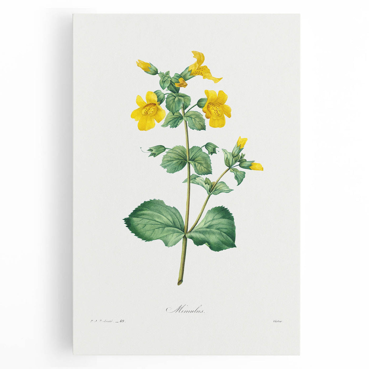 Neoclassical Botanical Print: Mimulus by Redouté - Elegant Floral Art