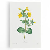 Neoclassical Botanical Print: Mimulus by Redouté - Elegant Floral Art