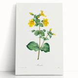 Neoclassical Botanical Print: Mimulus by Redouté - Elegant Floral Art