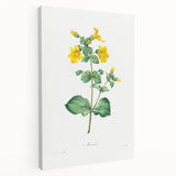 Neoclassical Botanical Print: Mimulus by Redouté - Elegant Floral Art