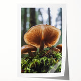 Extra large rolled print featuring close-up floral art in soft pastel shades, ideal for dining room or bathroom wall decor.