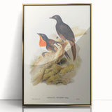 Romanticism Art: Spalding's Orthonyx Bird Canvas Print