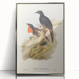 Romanticism Art: Spalding's Orthonyx Bird Canvas Print
