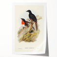 Romanticism Art: Spalding's Orthonyx Bird Canvas Print