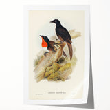 Romanticism Art: Spalding's Orthonyx Bird Canvas Print