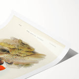 Romanticism Art: Spalding's Orthonyx Bird Canvas Print