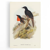 Romanticism Art: Spalding's Orthonyx Bird Canvas Print