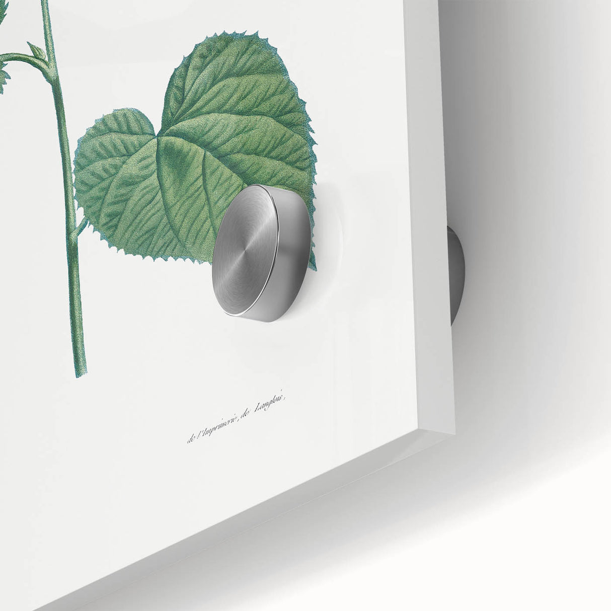 Neoclassical Botanical Print: Morning Glory by Redouté - Floral Elegance
