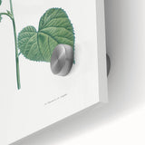 Neoclassical Botanical Print: Morning Glory by Redouté - Floral Elegance