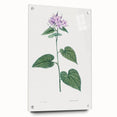 Neoclassical Botanical Print: Morning Glory by Redouté - Floral Elegance