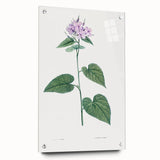 Neoclassical Botanical Print: Morning Glory by Redouté - Floral Elegance