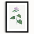 Neoclassical Botanical Print: Morning Glory by Redouté - Floral Elegance