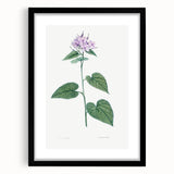 Neoclassical Botanical Print: Morning Glory by Redouté - Floral Elegance
