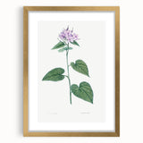 Neoclassical Botanical Print: Morning Glory by Redouté - Floral Elegance