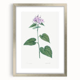 Neoclassical Botanical Print: Morning Glory by Redouté - Floral Elegance