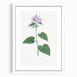 Neoclassical Botanical Print: Morning Glory by Redouté - Floral Elegance