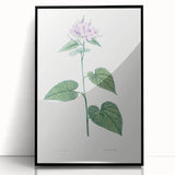 Neoclassical Botanical Print: Morning Glory by Redouté - Floral Elegance