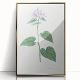 Neoclassical Botanical Print: Morning Glory by Redouté - Floral Elegance