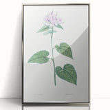 Neoclassical Botanical Print: Morning Glory by Redouté - Floral Elegance
