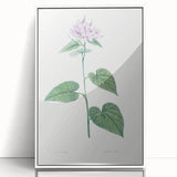 Neoclassical Botanical Print: Morning Glory by Redouté - Floral Elegance