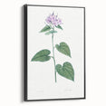 Neoclassical Botanical Print: Morning Glory by Redouté - Floral Elegance