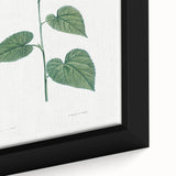 Neoclassical Botanical Print: Morning Glory by Redouté - Floral Elegance